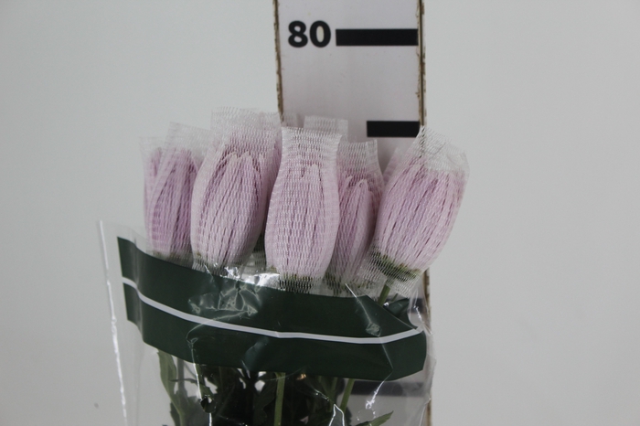 <h4>ANASTASIA ROSE 080 CM LILAS</h4>