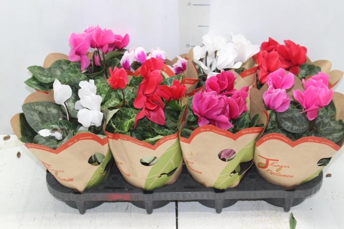 <h4>CYCLAMEN P14</h4>