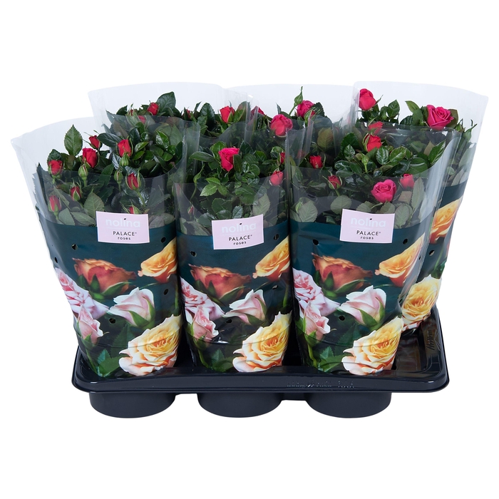 <h4>Nolina Roses Ø 17 cm Deep pink st. 0-1</h4>