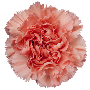 <h4>DIAN.ST. Megan</h4>