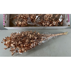 DF Lunaria Bs Copper