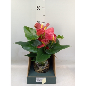 Anthurium andr. 'Karma Red'