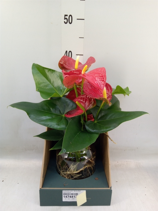 <h4>Anthurium andr. 'Karma Red'</h4>