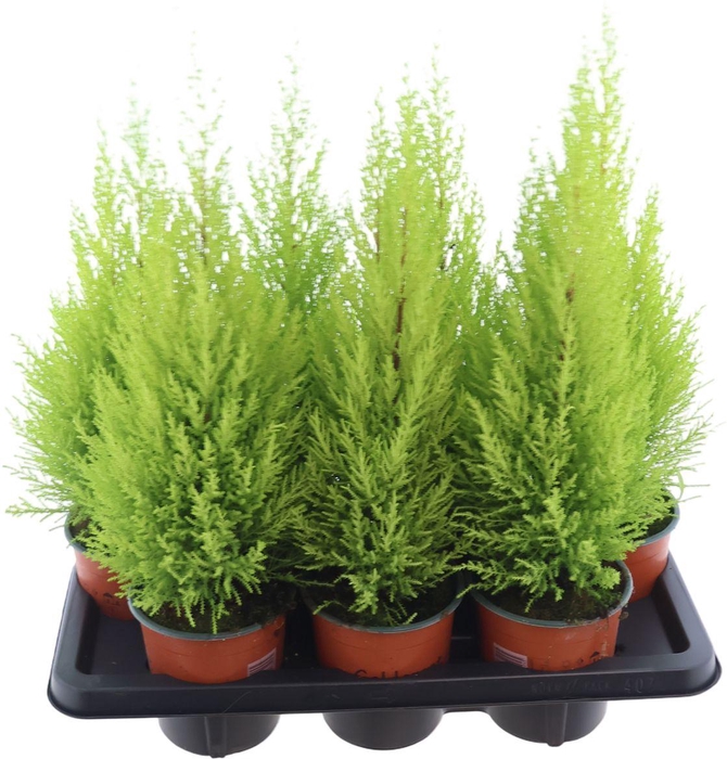 <h4>Cupr Ma Goldcrestw</h4>