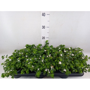 Sutera  'White Showers'