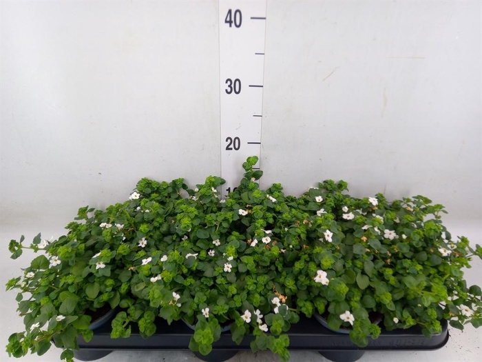 <h4>Sutera  'White Showers'</h4>