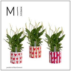 Mimesis Spathiphyllum Bellini - 13 cm in Noura - Fun World