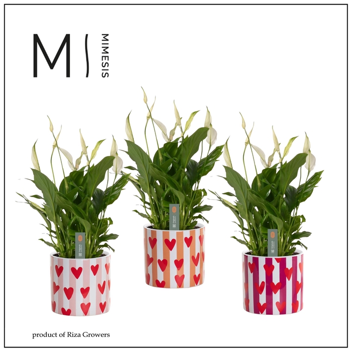 <h4>Mimesis Spathiphyllum Bellini - 13 cm in Noura - Fun World</h4>