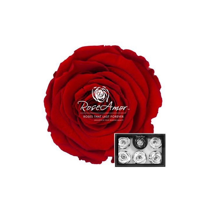 <h4>Xl Red02</h4>