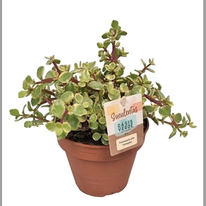PORTULAC A VARIEGATA