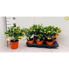 Citr Microcarpa