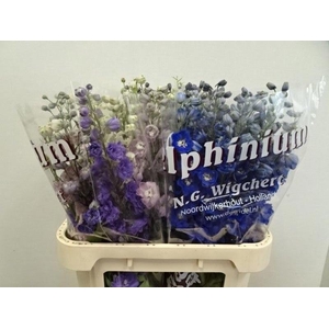 Delph Mix In Bunch Wigchert