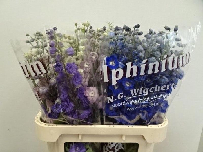 <h4>Delph Mix In Bunch Wigchert</h4>