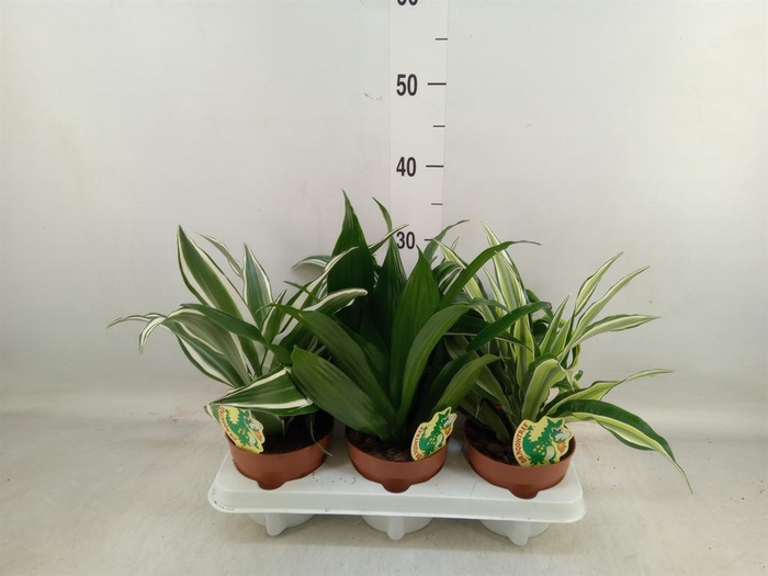 <h4>Dracaena   ...mix</h4>