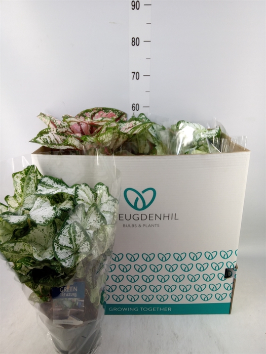 <h4>Caladium   ...mix</h4>