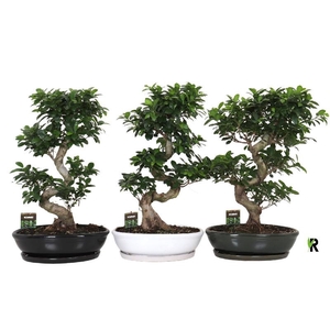 Ficus Mi Ginseng Etage