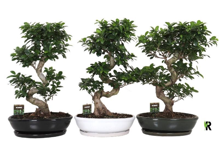 <h4>Ficus Mi Ginseng Etage</h4>