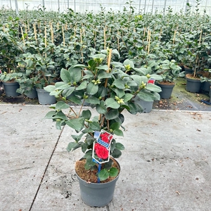 Camellia japonica 'Lady Campbell'