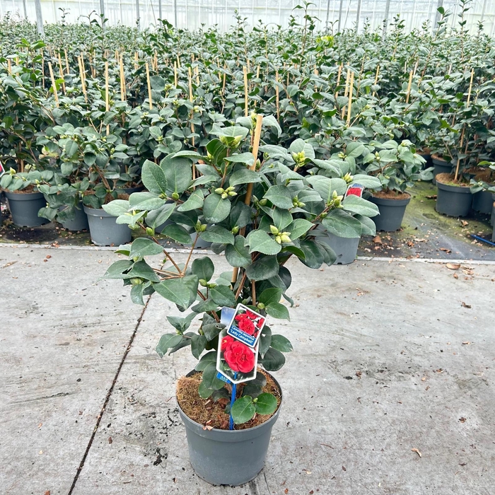 <h4>Camellia japonica 'Lady Campbell'</h4>