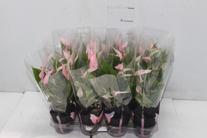 <h4>ANTHURIUM LILLI P09 PREMIUM</h4>