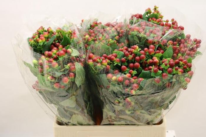 <h4>HYP MAG SEASONS</h4>