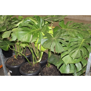 MONSTERA DELICIOSA P30