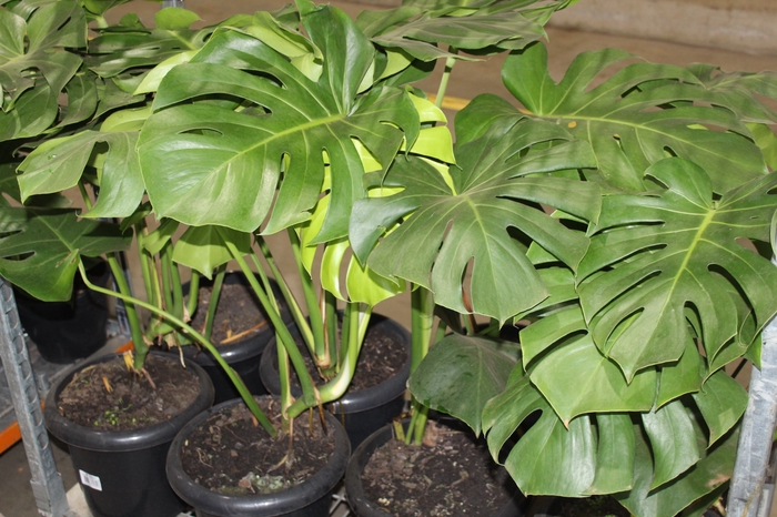 <h4>MONSTERA DELICIOSA P30</h4>