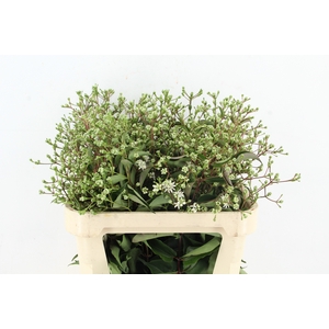 HEPTACODIUM MICONIOI