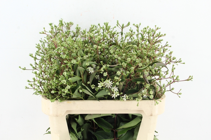 <h4>HEPTACODIUM MICONIOI</h4>