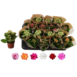 Kalanchoe bl Rosalina mix 6 colors 7Ø 15cm