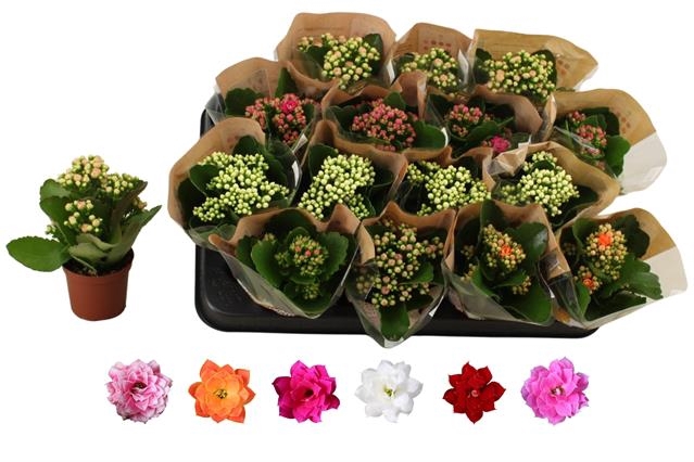 Kalanchoe bl Rosalina mix 6 colors 7Ø 15cm