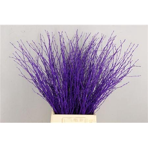 Berk Kort Violet
