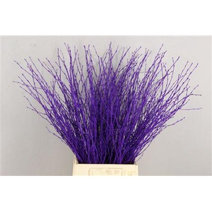 Berk Kort Violet