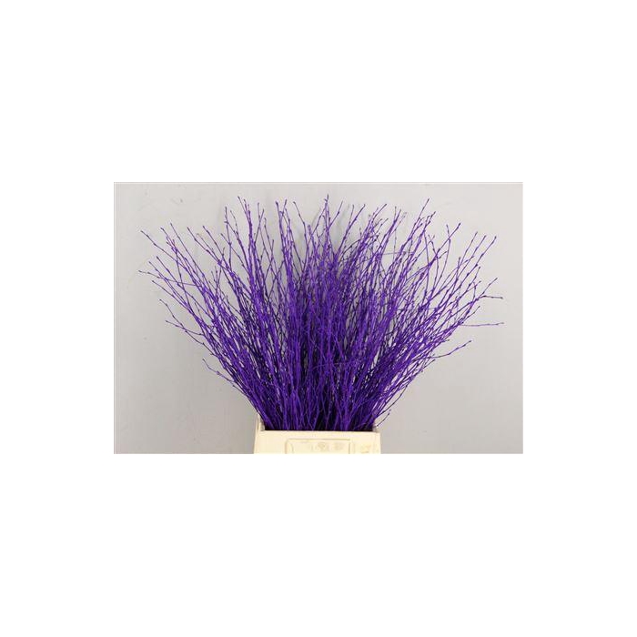 <h4>Berk Kort Violet</h4>