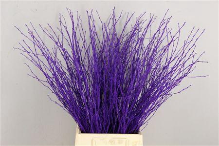 Berk Kort Violet
