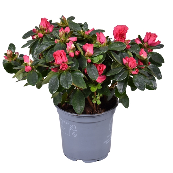 <h4>Azalea Vogel 'Nordlicht' rood 12cm</h4>