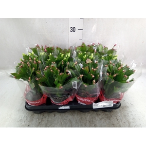 Schlumbergera   ...mix 3