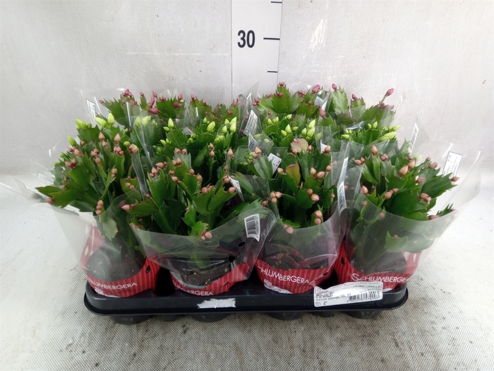 Schlumbergera   ...mix 3