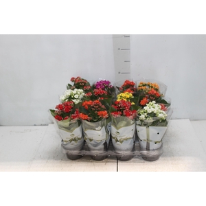 KALANCHOE DOBRADO MINI P09