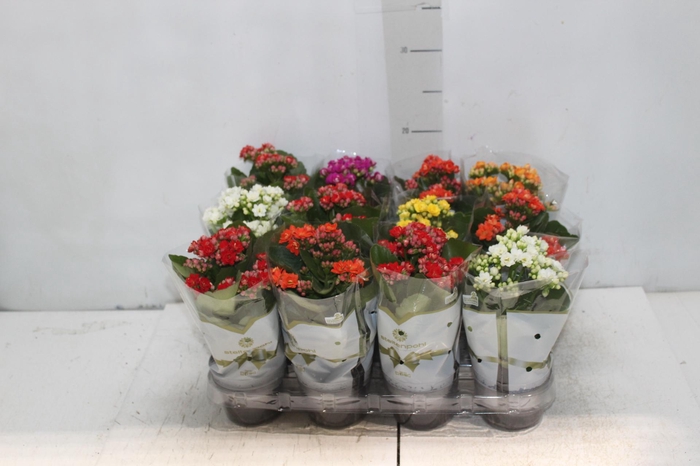<h4>KALANCHOE DOBRADO MINI P09</h4>