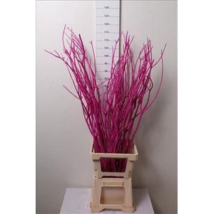 Mitsumata Col Cerise