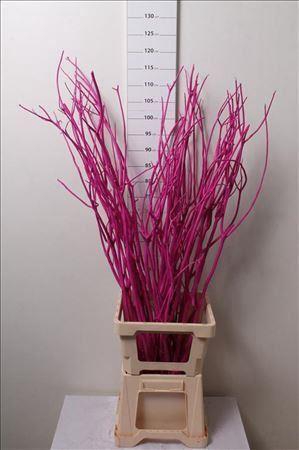 Mitsumata Col Cerise