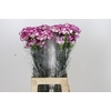 Dianthus St Kino