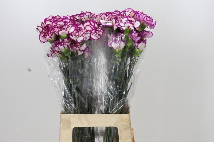 <h4>Dianthus St Kino</h4>