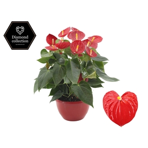 Anthurium 25 cm Tremendo in Marly plastic scale