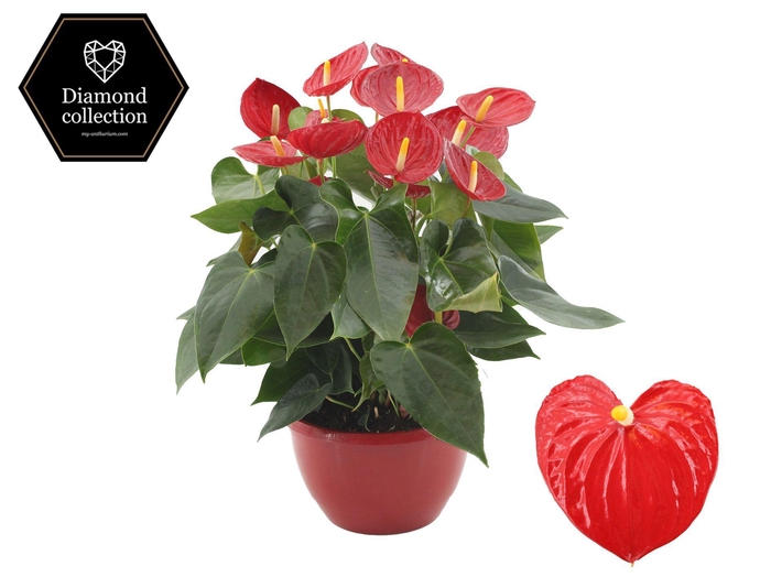 <h4>Anthurium 25 cm Tremendo in Marly plastic scale</h4>