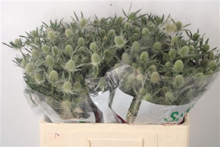 <h4>Eryngium Mag White Lagoon</h4>