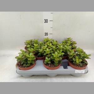 Crassula ovata 'Minor'