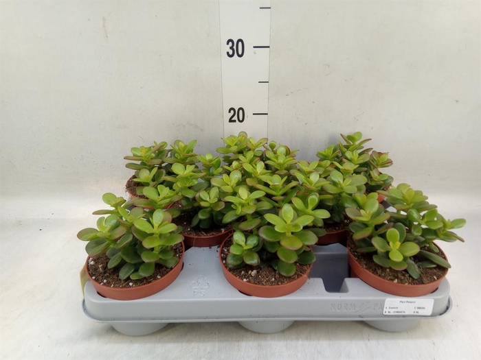 <h4>Crassula ovata 'Minor'</h4>
