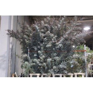 Mimosa Baleana P Stem